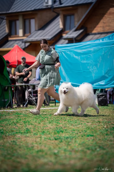 Samojed Klub SK – 9. května 2026