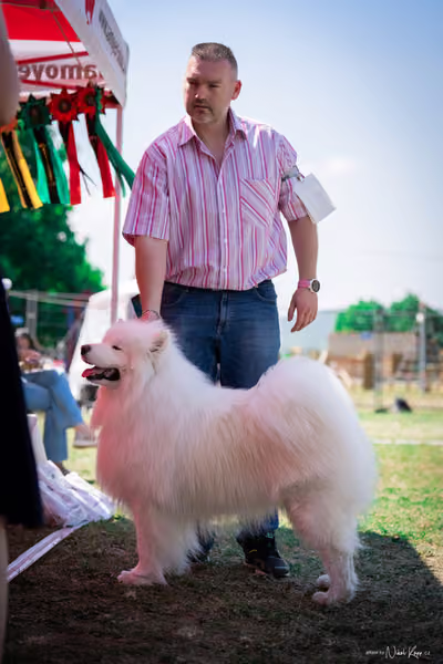 Samojed Klub SK – 9. května 2026