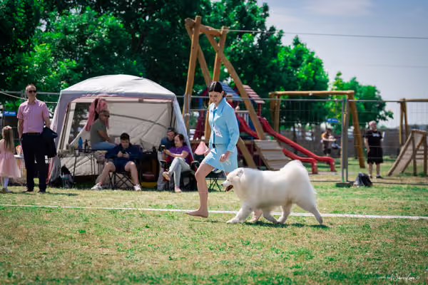 Samojed Klub SK – 9. května 2026