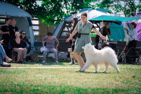 Samojed Klub SK – 9. května 2026