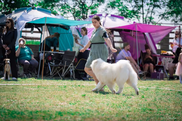 Samojed Klub SK – 9. května 2026