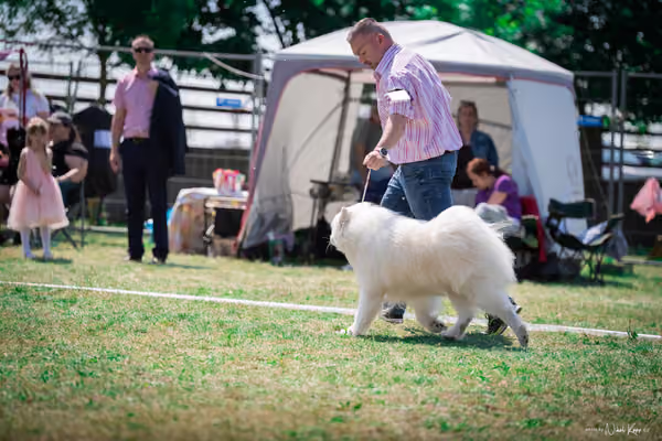 Samojed Klub SK – 9. května 2026