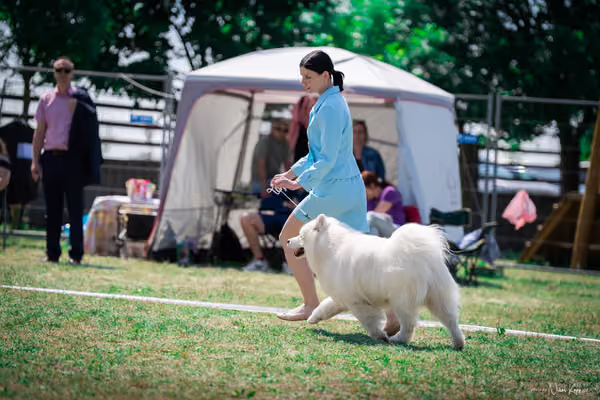 Samojed Klub SK – 9. května 2026