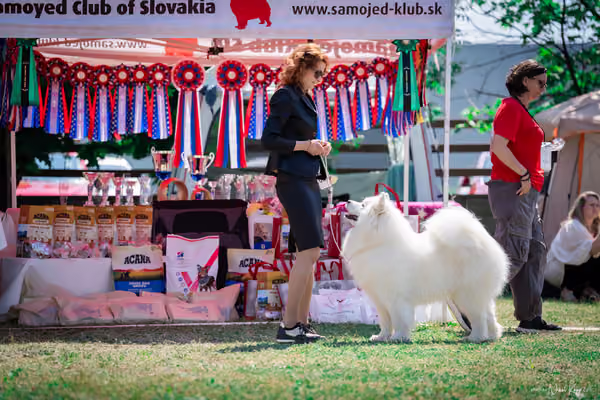 Samojed Klub SK – 9. května 2026