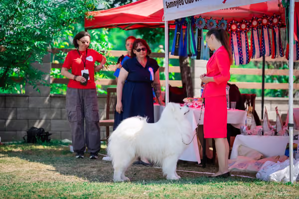 Samojed Klub SK – 9. května 2026