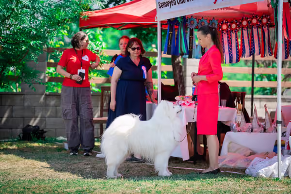 Samojed Klub SK – 9. května 2026