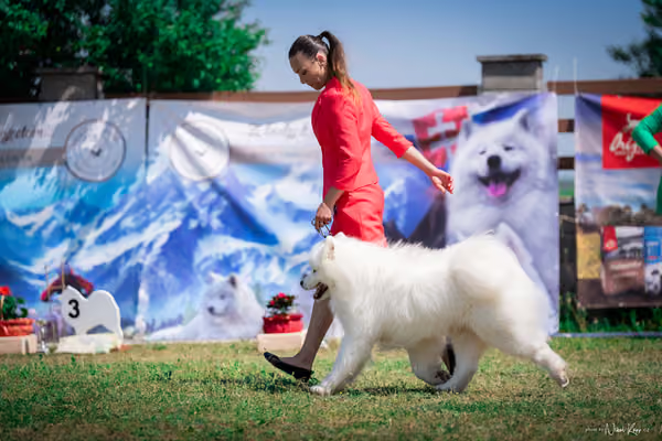Samojed Klub SK – 9. května 2026