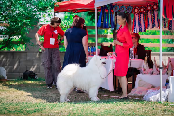 Samojed Klub SK – 9. května 2026