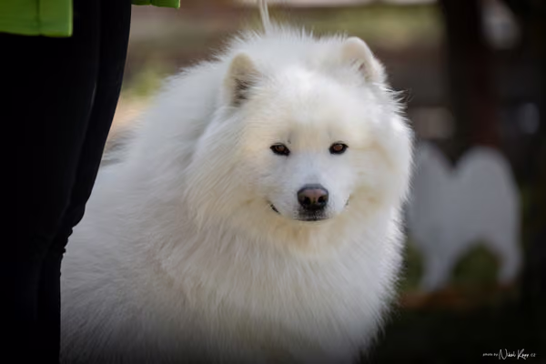 Samojed Klub SK – 9. května 2026