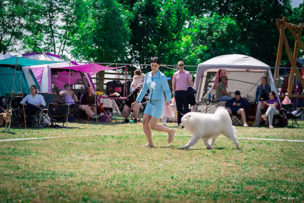 Samojed Klub SK – 9. května 2026