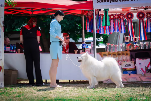 Samojed Klub SK – 9. května 2026