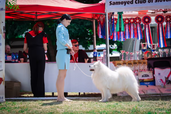 Samojed Klub SK – 9. května 2026