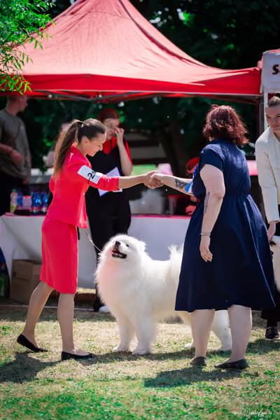 Samojed Klub SK – 9. května 2026