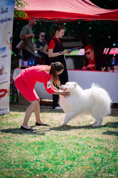 Samojed Klub SK – 9. května 2026