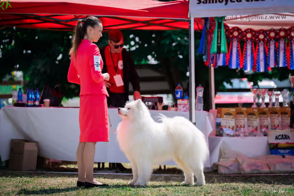 Samojed Klub SK – 9. května 2026