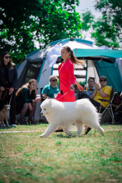 Samojed Klub SK – 9. května 2026