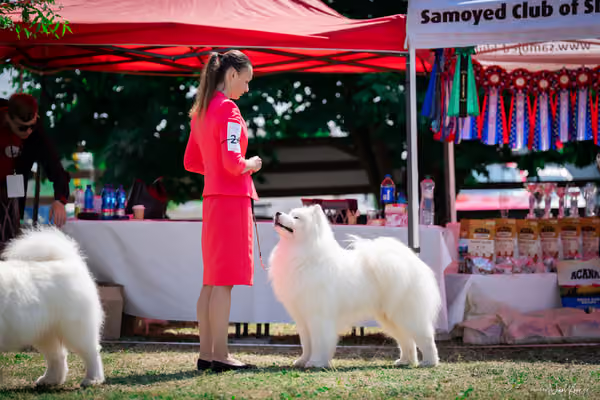 Samojed Klub SK – 9. května 2026