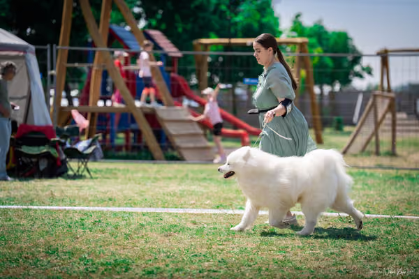 Samojed Klub SK – 9. května 2026