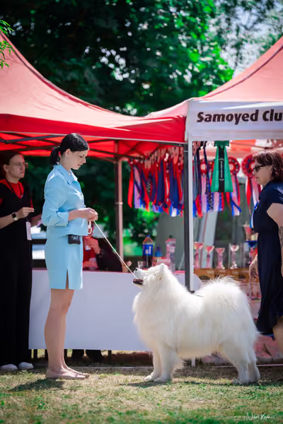 Samojed Klub SK – 9. května 2026
