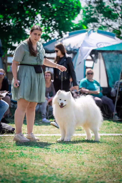Samojed Klub SK – 9. května 2026