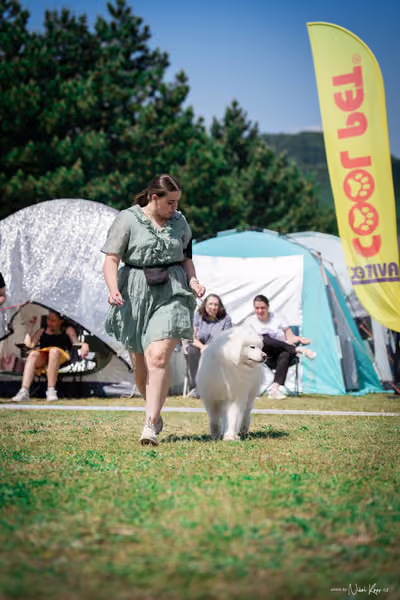 Samojed Klub SK – 9. května 2026