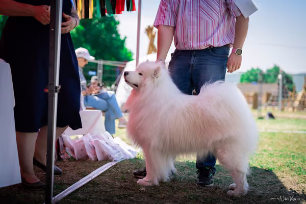 Samojed Klub SK – 9. května 2026
