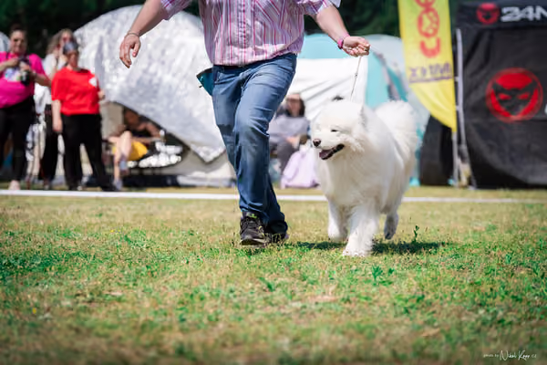Samojed Klub SK – 9. května 2026
