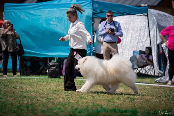 Samojed Klub SK – 9. května 2026