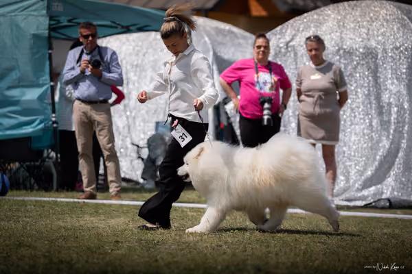Samojed Klub SK – 9. května 2026