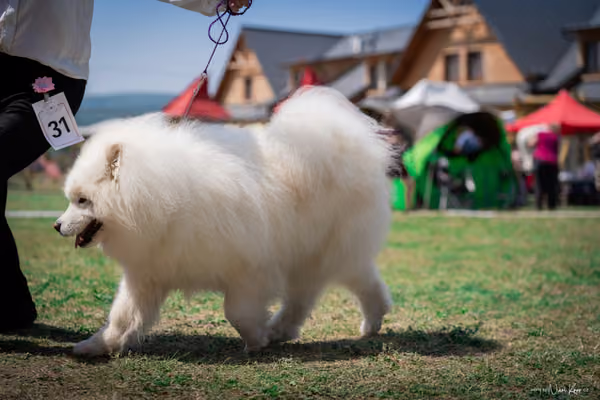 Samojed Klub SK – 9. května 2026