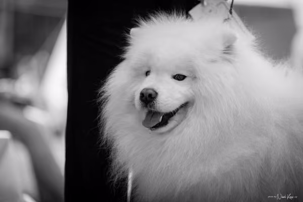 Samojed Klub SK – 9. května 2026