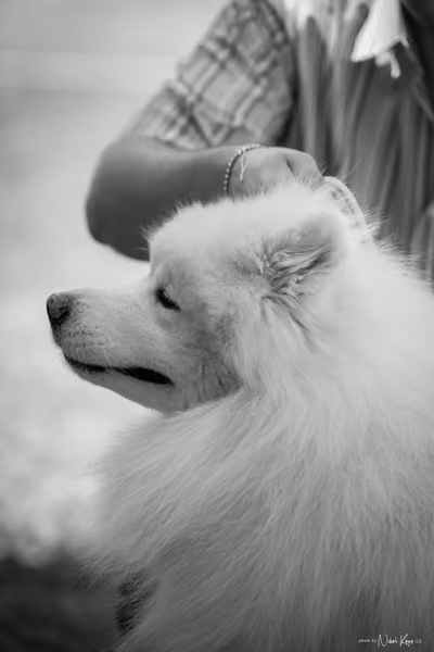 Samojed Klub SK – 9. května 2026
