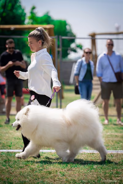 Samojed Klub SK – 9. května 2026