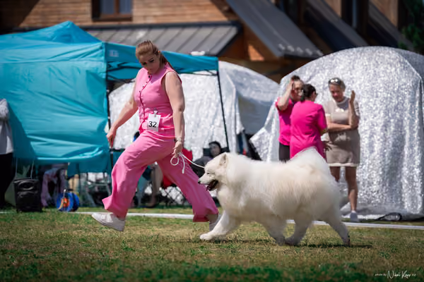 Samojed Klub SK – 9. května 2026