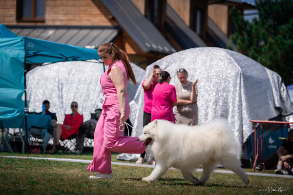 Samojed Klub SK – 9. května 2026