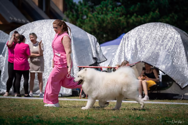 Samojed Klub SK – 9. května 2026