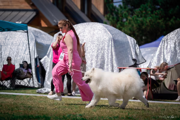 Samojed Klub SK – 9. května 2026