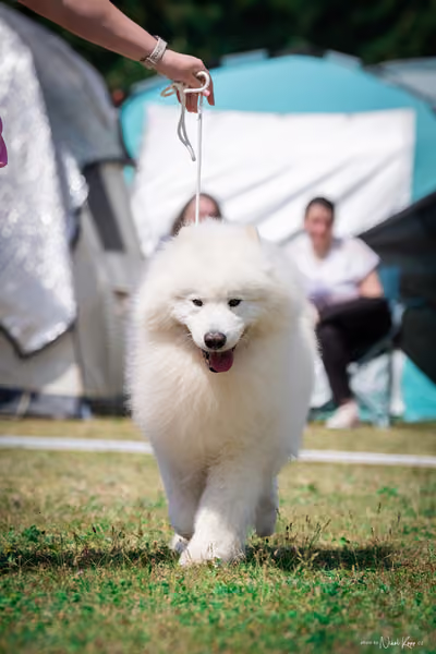 Samojed Klub SK – 9. května 2026