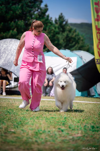 Samojed Klub SK – 9. května 2026