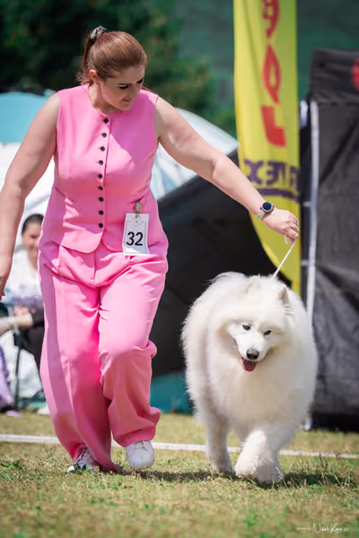 Samojed Klub SK – 9. května 2026