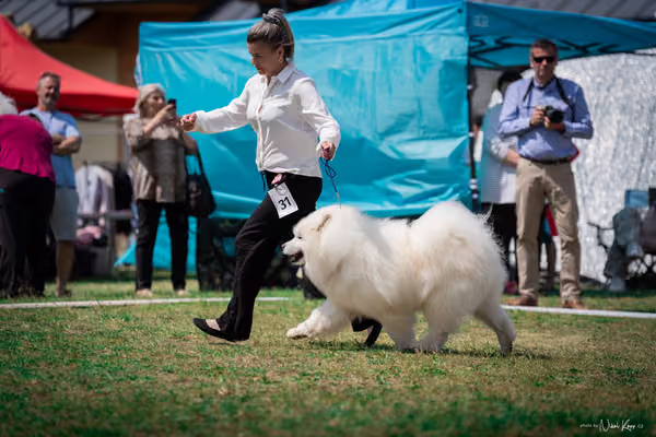 Samojed Klub SK – 9. května 2026