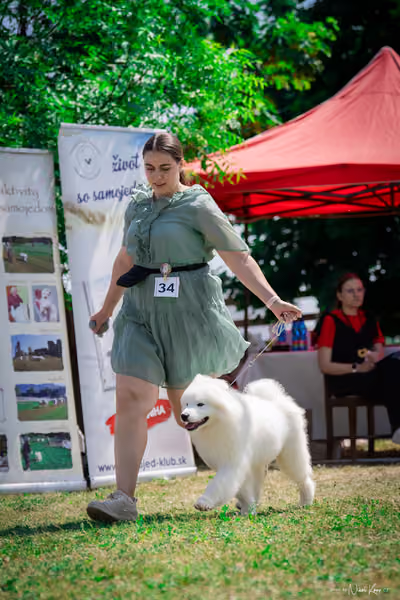 Samojed Klub SK – 9. května 2026
