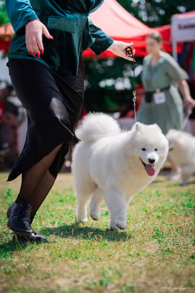 Samojed Klub SK – 9. května 2026