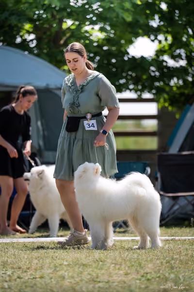 Samojed Klub SK – 9. května 2026