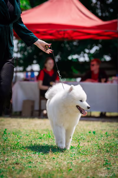 Samojed Klub SK – 9. května 2026