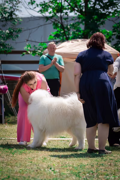 Samojed Klub SK – 9. května 2026
