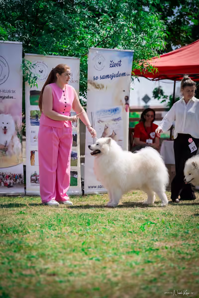 Samojed Klub SK – 9. května 2026