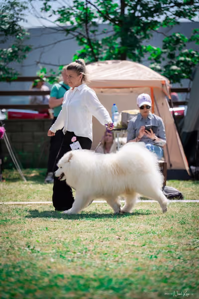 Samojed Klub SK – 9. května 2026
