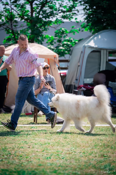 Samojed Klub SK – 9. května 2026
