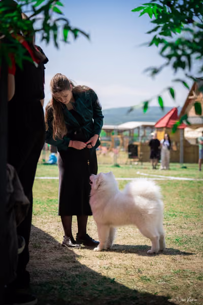 Samojed Klub SK – 9. května 2026